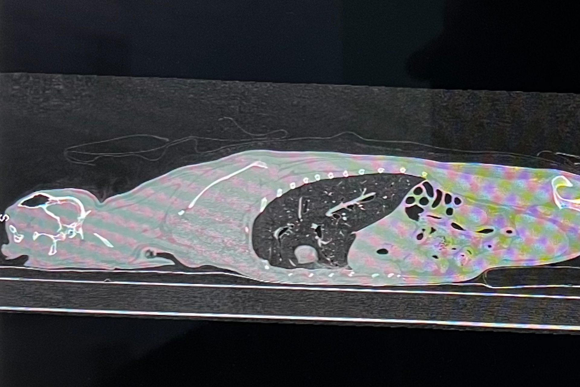 Neurologia Clinica Veterinaria Santa Rita